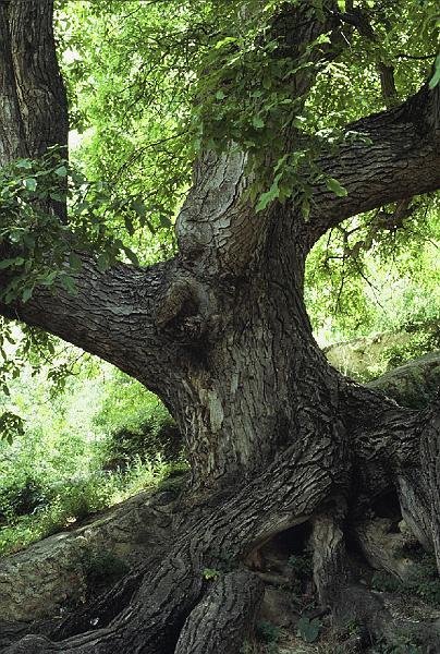 Juglans regia